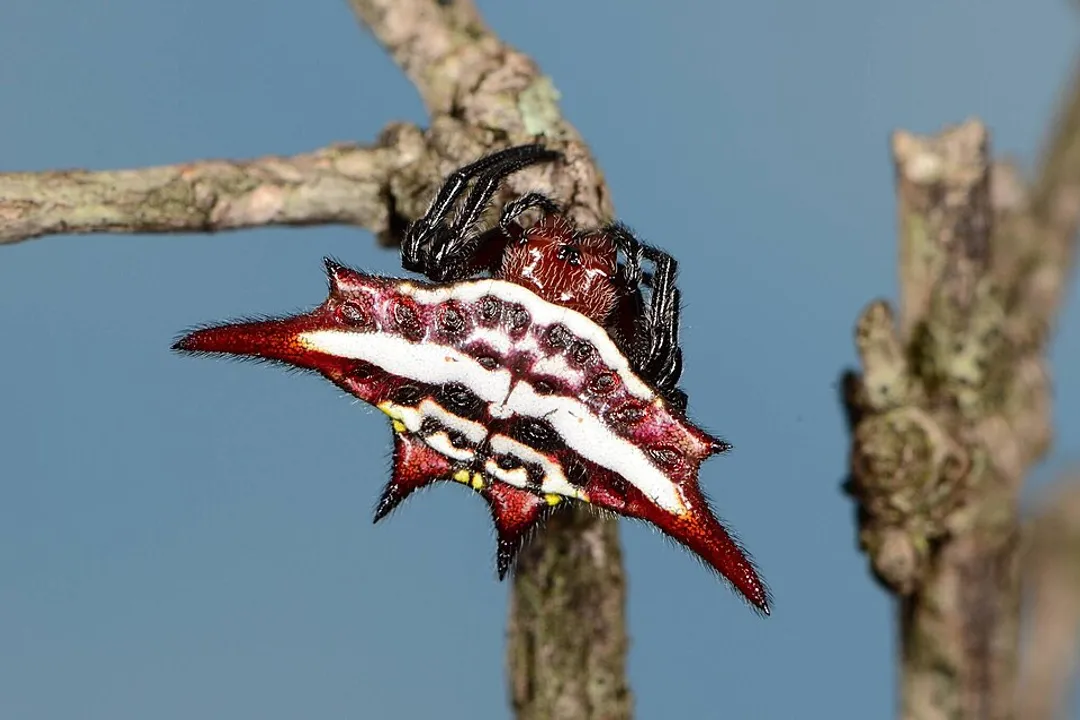 How can you identify a kite spider?, Web Signature