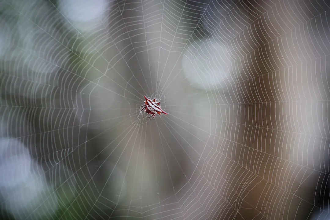 How can you identify a kite spider?, Genus Focus