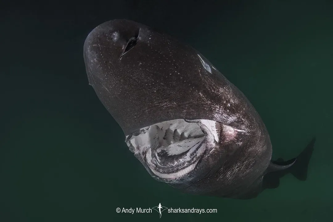 How can you identify a sleeper shark?, Body Shape