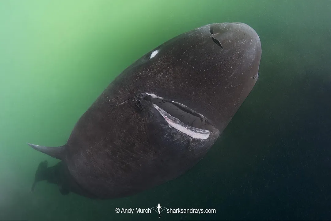 How can you identify a sleeper shark?, Head Features