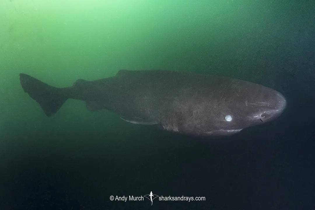 How can you identify a sleeper shark?