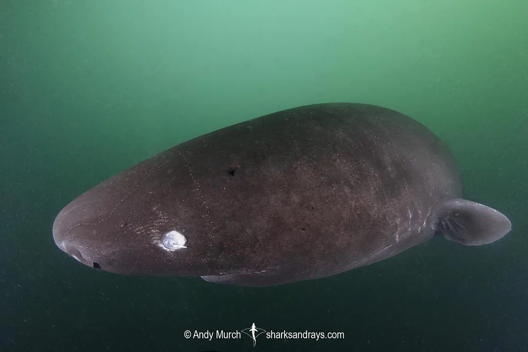 How can you identify a sleeper shark?, Habitat Clues