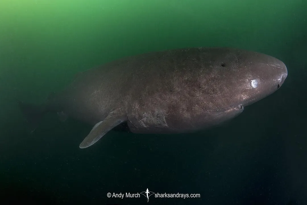 How can you identify a sleeper shark?, Fin Placement