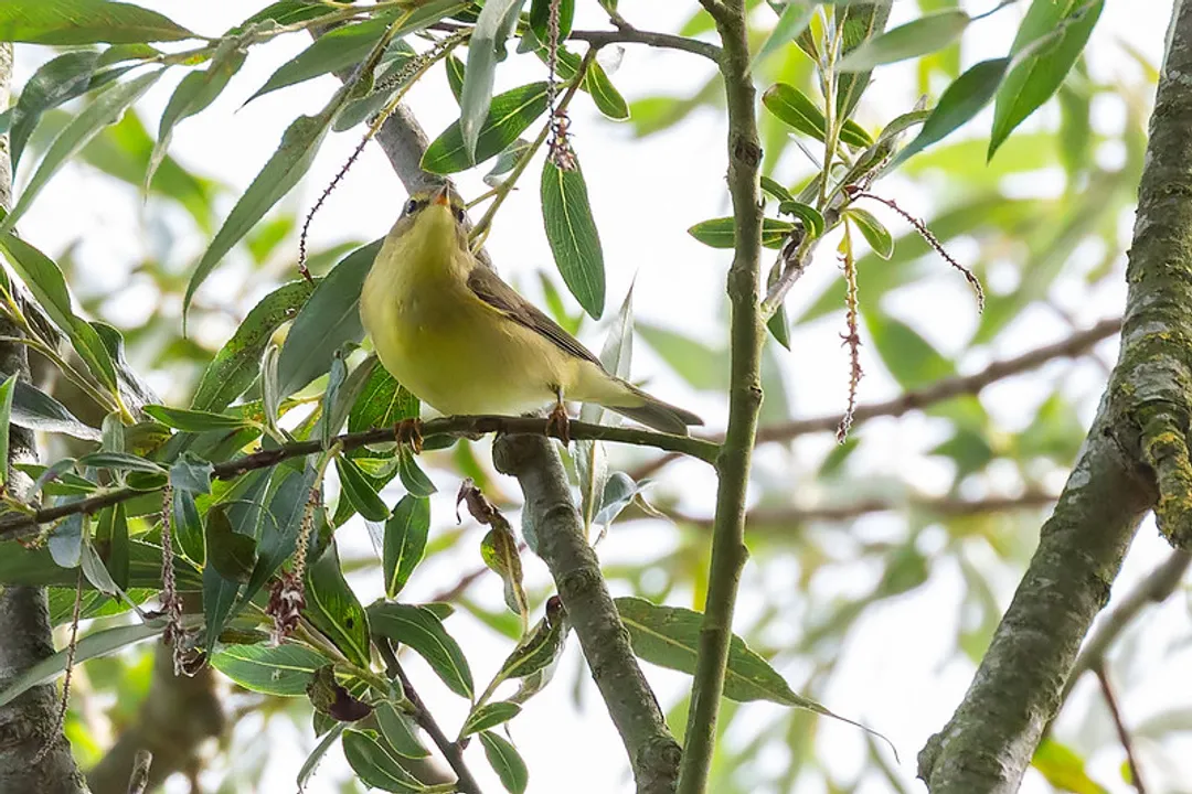 How can you identify a willow warbler?, Plumage Tone