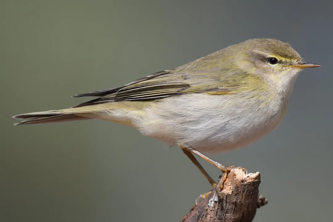 How can you identify a willow warbler?, Song First