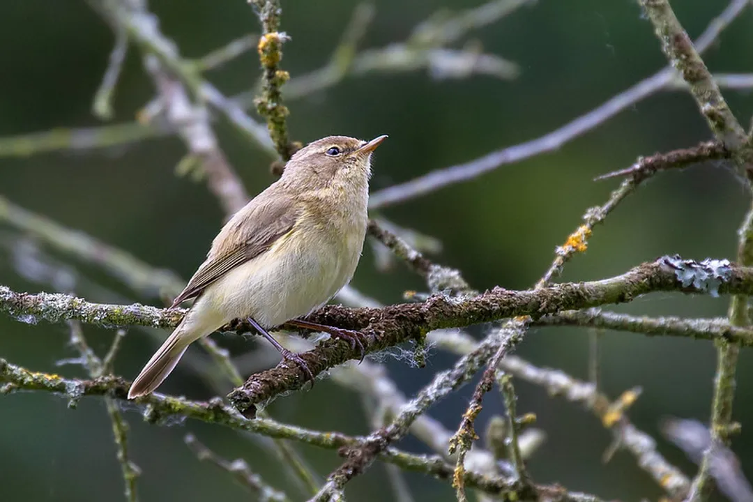 How can you identify a willow warbler?, Structural Comparison