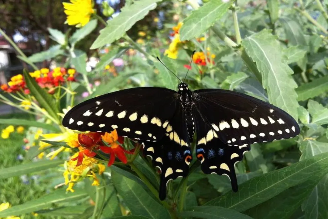 How can you tell if a caterpillar is a swallowtail?, Key Features