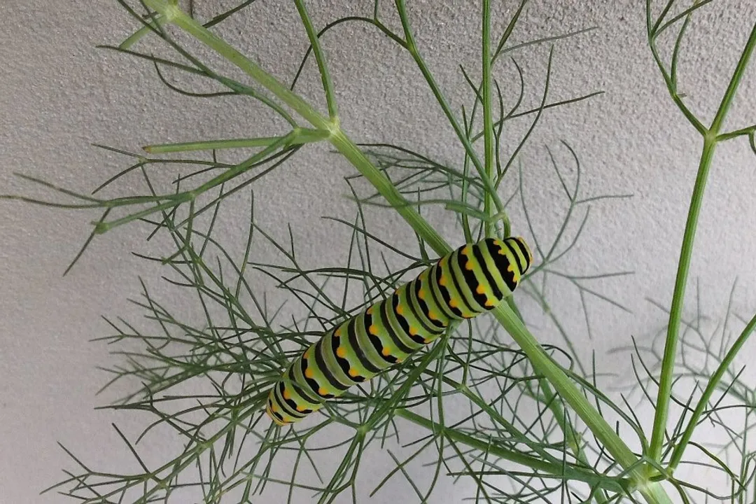 How can you tell if a caterpillar is a swallowtail?, Defensive Mechanisms