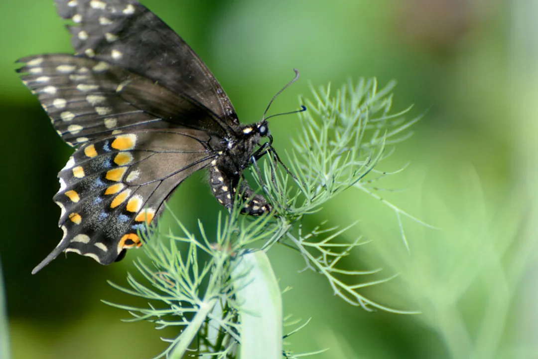 How can you tell if a caterpillar is a swallowtail?, Plant Association Clues