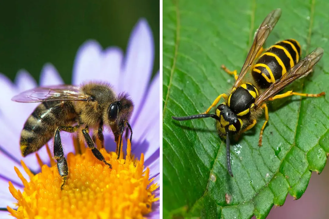 How can you tell if it's a yellow jacket or a bee?