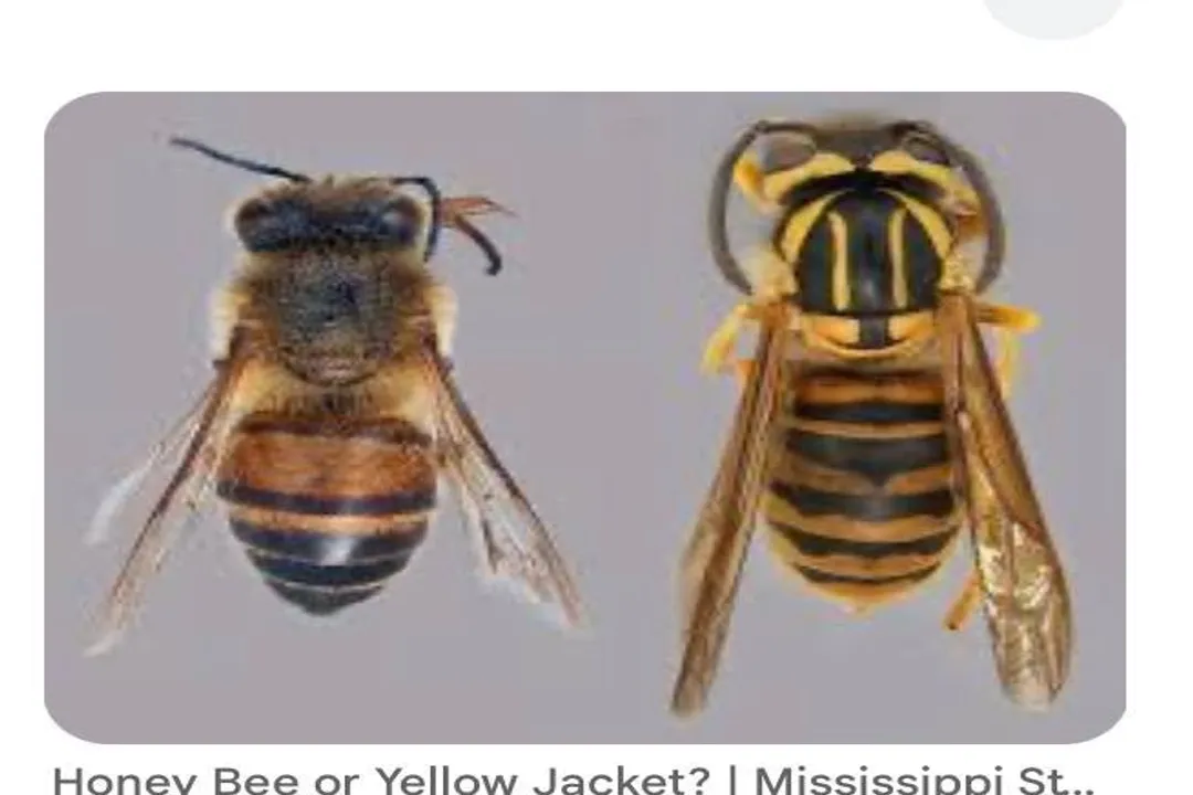 How can you tell if it's a yellow jacket or a bee?, Hairiness
