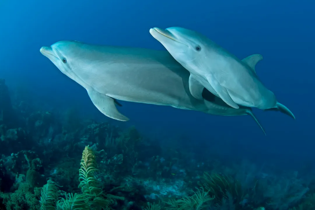 How can you tell the difference between dolphins and porpoises?