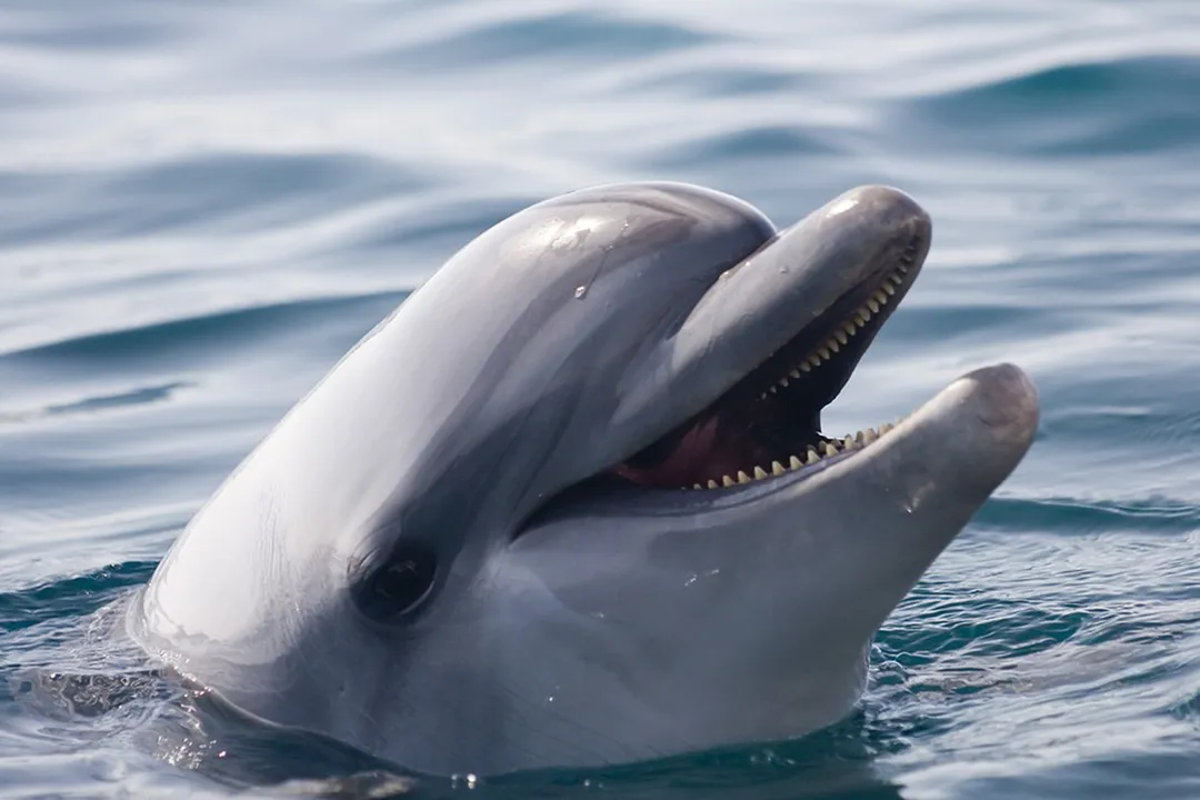 How can you tell the difference between dolphins and porpoises?, Fin and Body Profile