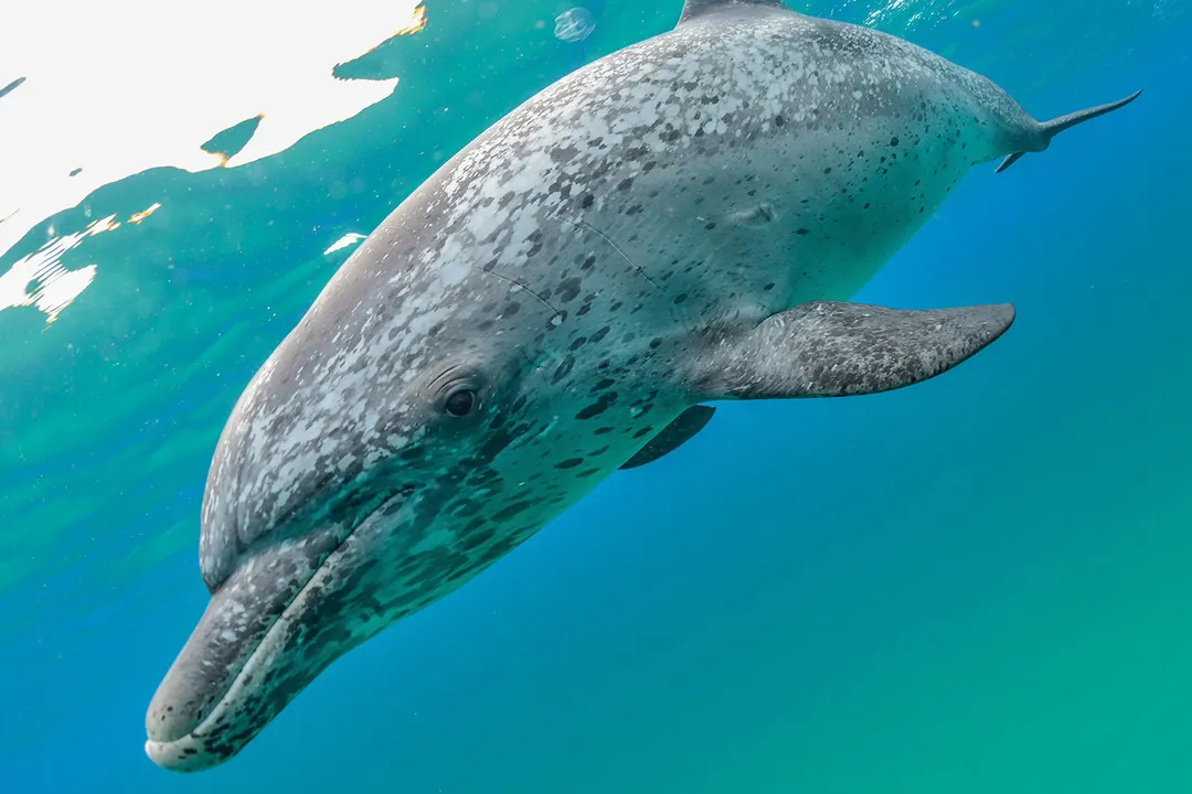 How can you tell the difference between dolphins and porpoises?, Facial Structure