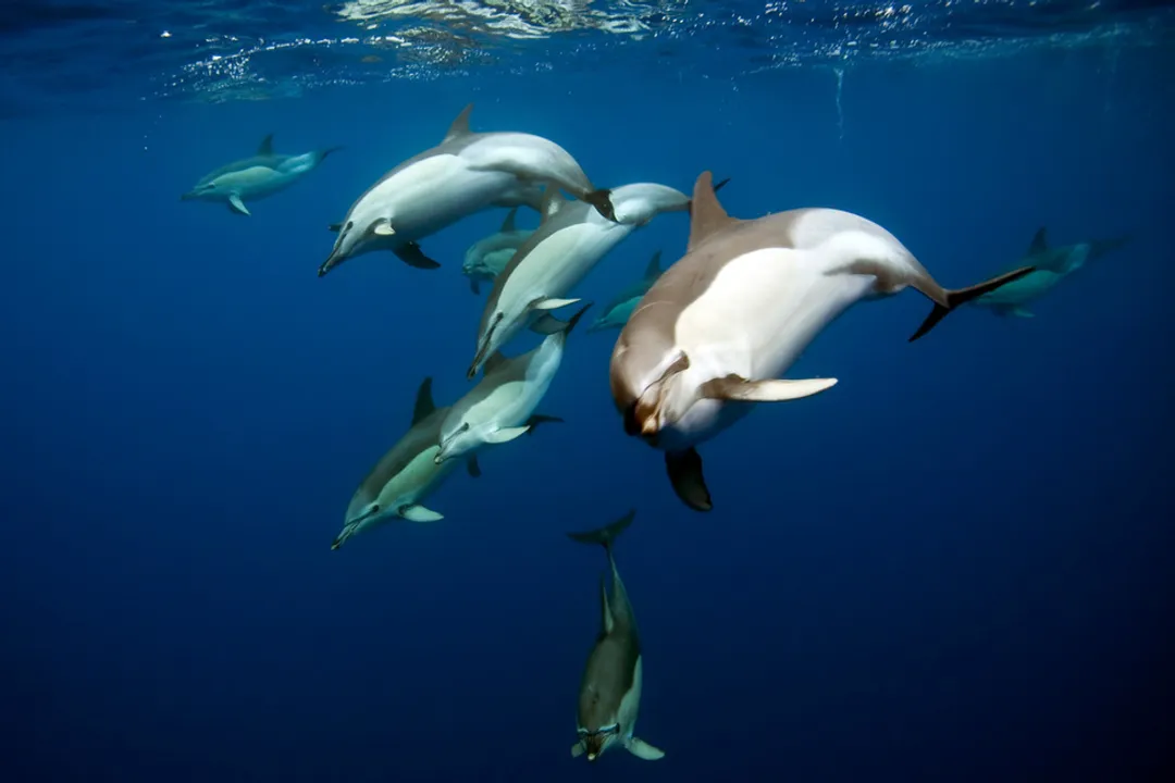 How can you tell the difference between dolphins and porpoises?, Lineage Separation