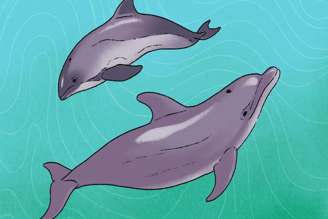 How can you tell the difference between dolphins and porpoises?, The Definitive Tooth Test