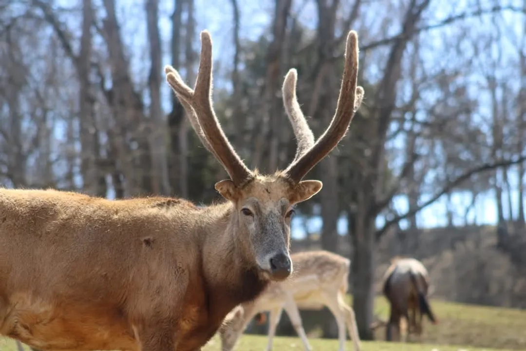 How did Pere David deer become extinct in China?, European Rescue