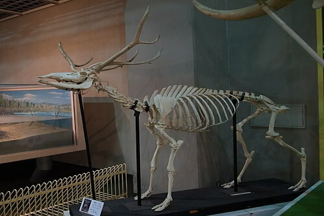 How did Pere David deer become extinct in China?, Habitat Loss