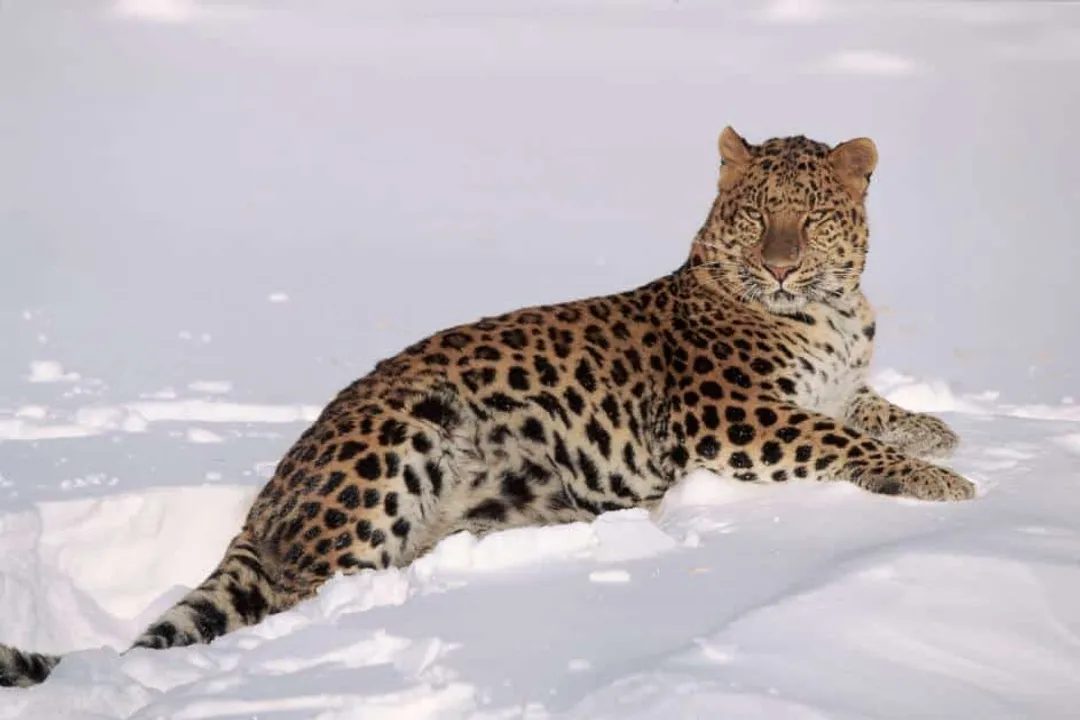 How did the Amur leopard become extinct?, Poaching Pressure