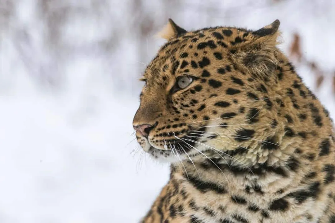 How did the Amur leopard become extinct?, Genetic Vulnerability