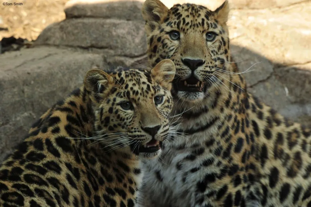 How did the Amur leopard become extinct?, Prey Depletion