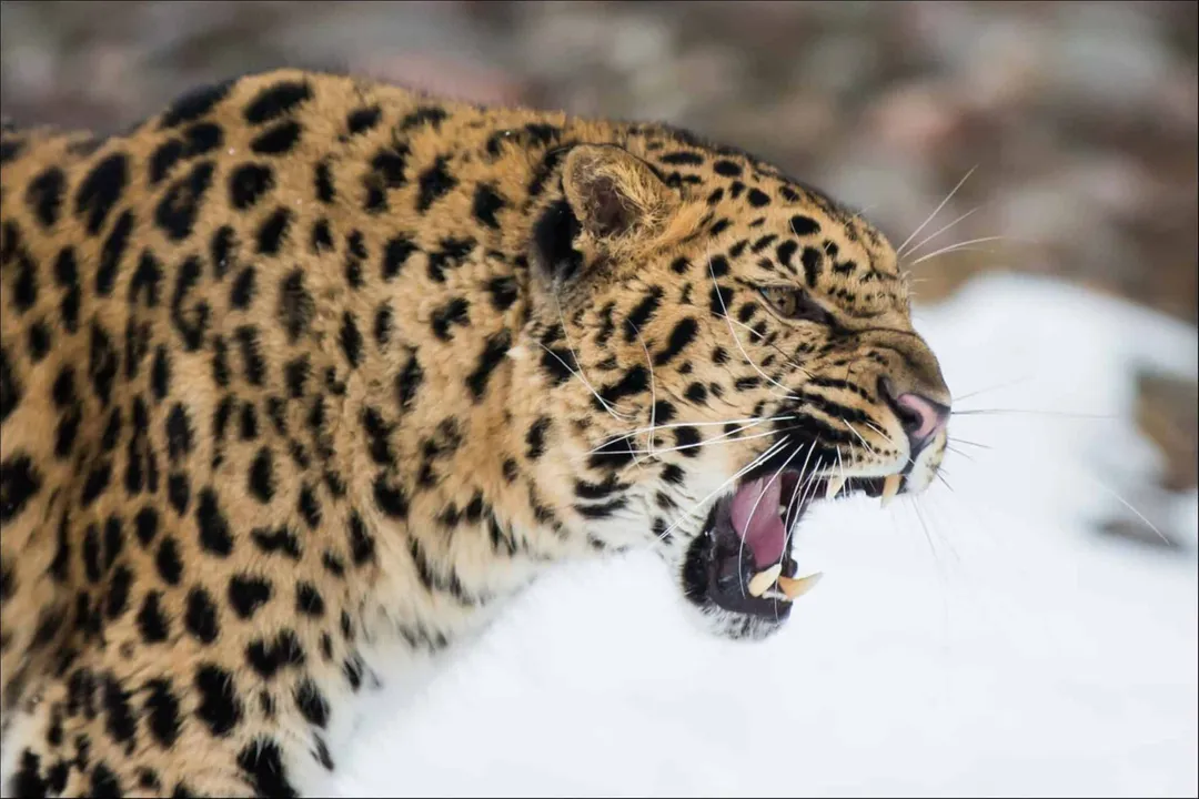 How did the Amur leopard become extinct?, Habitat Loss