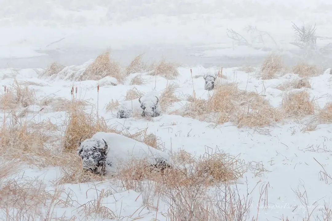 How do bisons survive extreme weather?, Energy Conservation