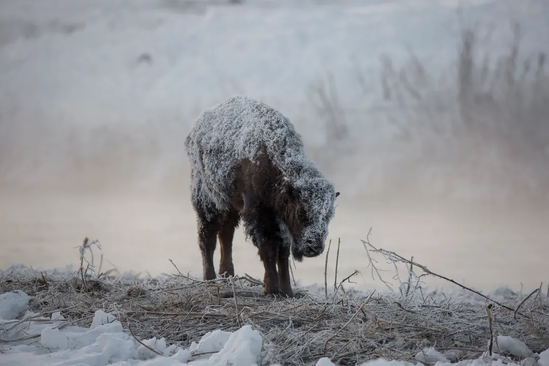 How do bisons survive extreme weather?, Coat Structure