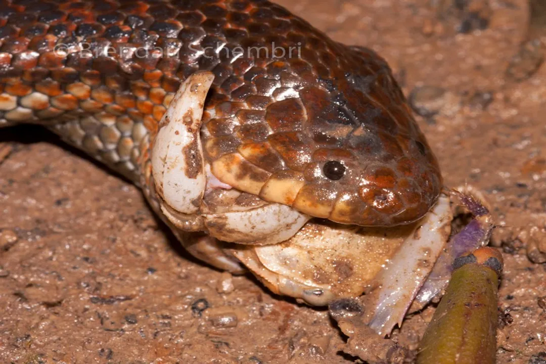 How do blind snakes find food?, Specialized Diet