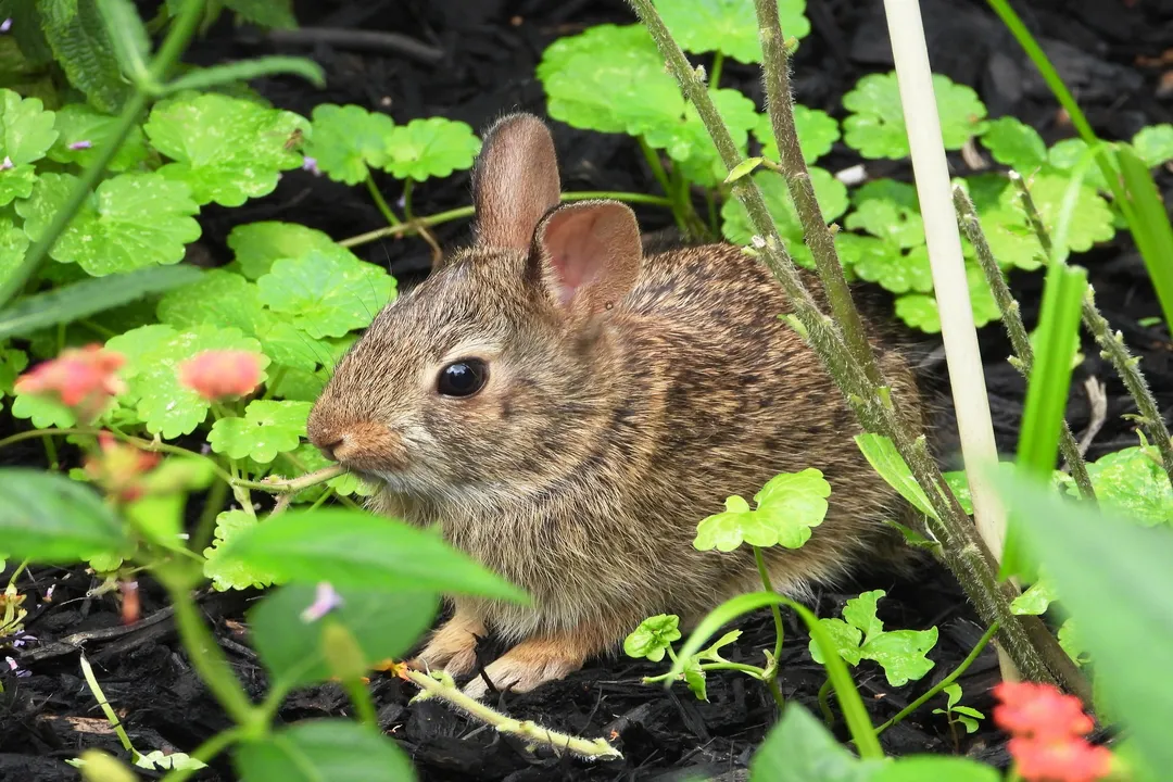 How do I keep rabbits from eating my asters?, Stop Access