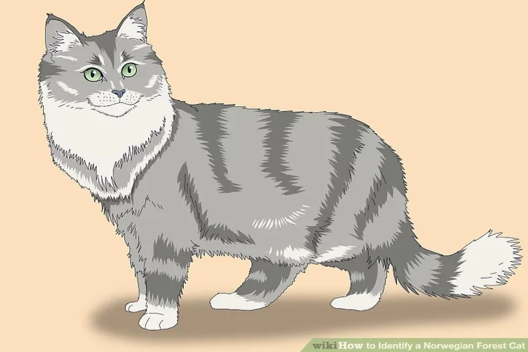 How do I tell if my cat is a Norwegian Forest Cat?, Physical Markers