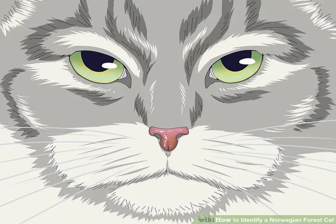 How do I tell if my cat is a Norwegian Forest Cat?, Distinguishing Look-Alikes