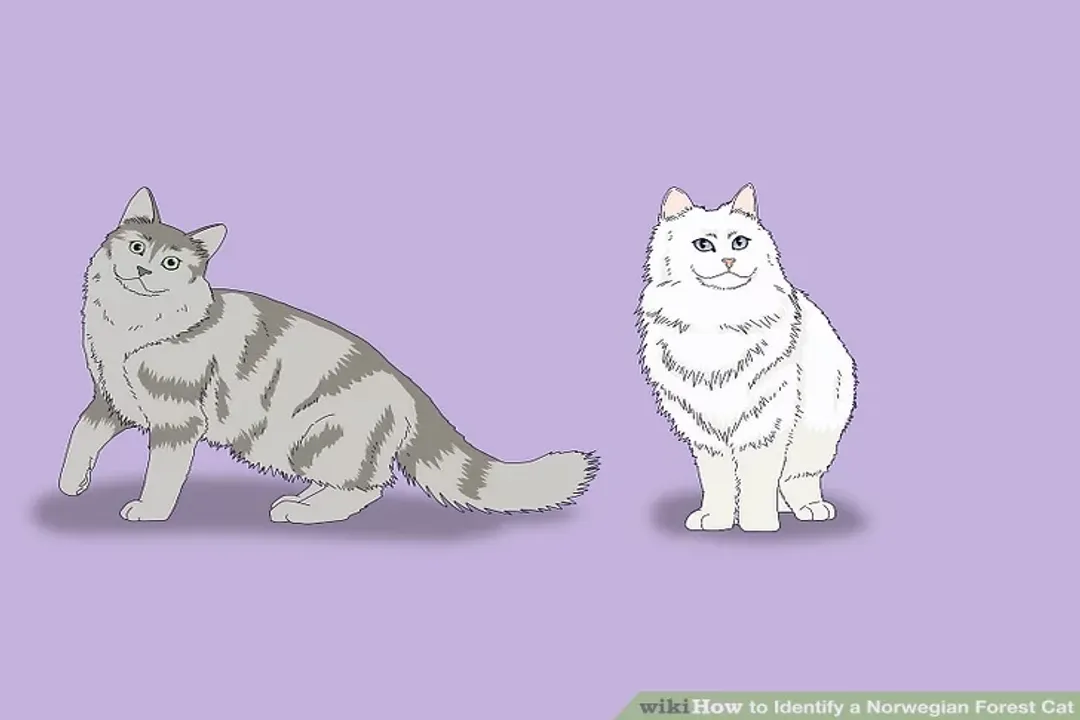 How do I tell if my cat is a Norwegian Forest Cat?, Personality Traits
