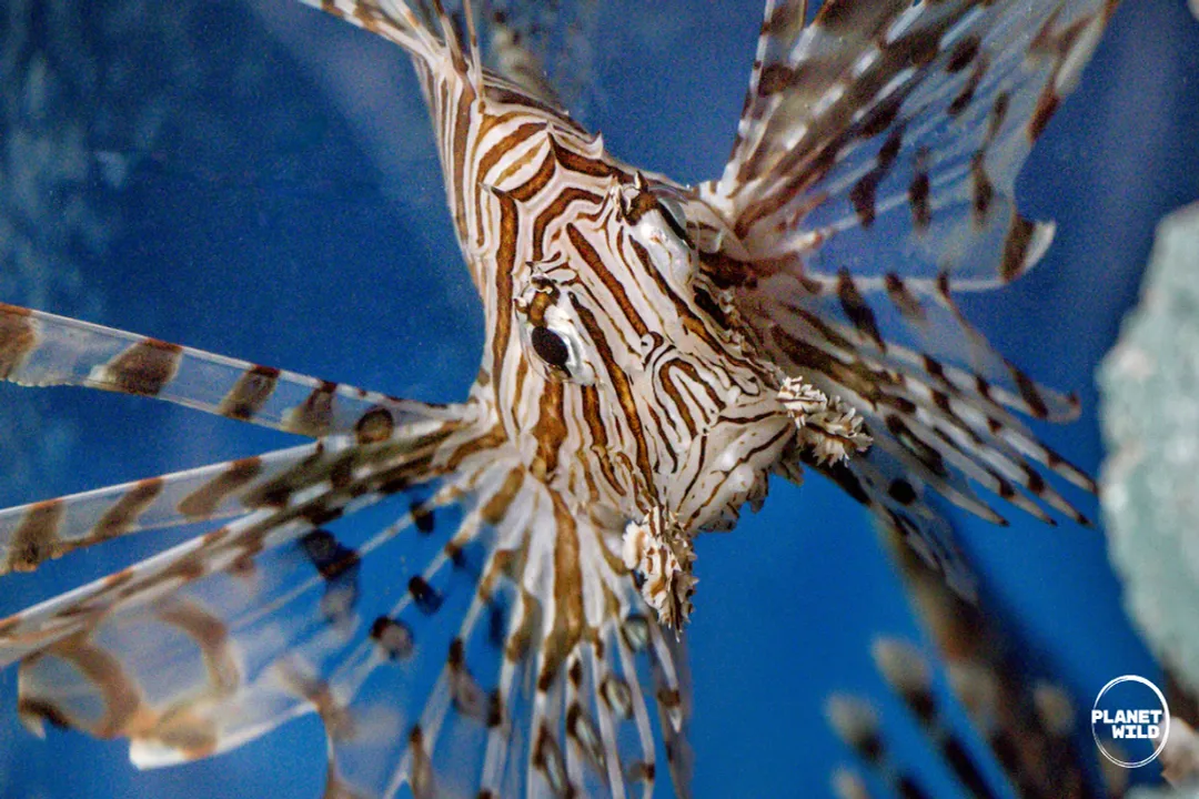 How do invasive species disrupt habitats?, Disease Vectors