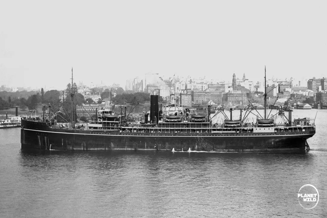 How do invasive species disrupt habitats?, Trophic Cascades