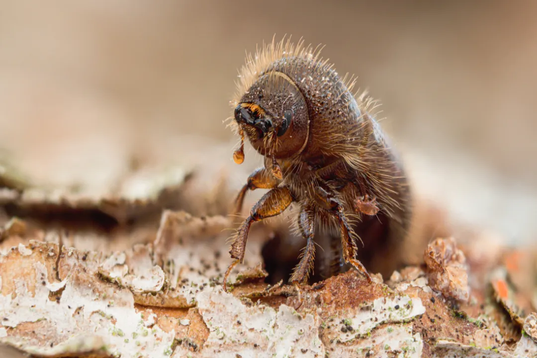 How do invasive species disrupt habitats?, Habitat Alteration