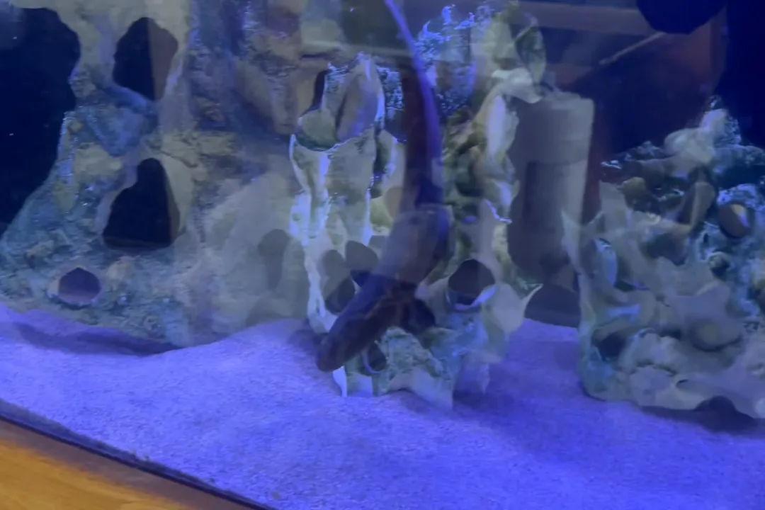 How do knifefish reproduce?