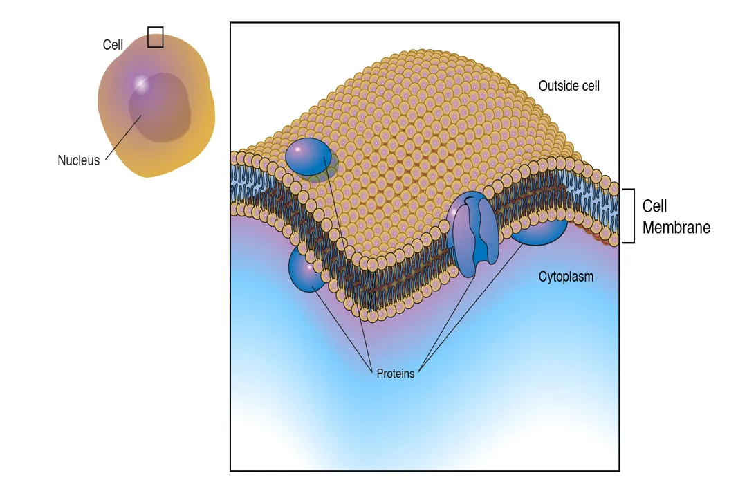 How do membranes regulate cellular transport?, Bilayer Makeup