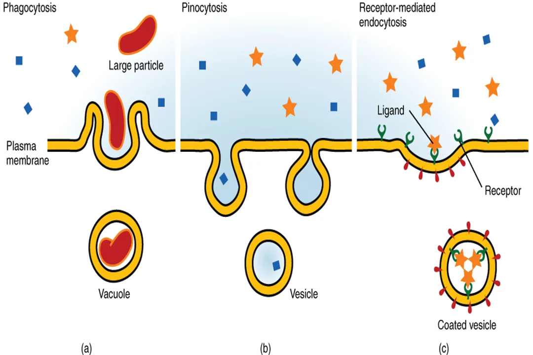 How do membranes regulate cellular transport?