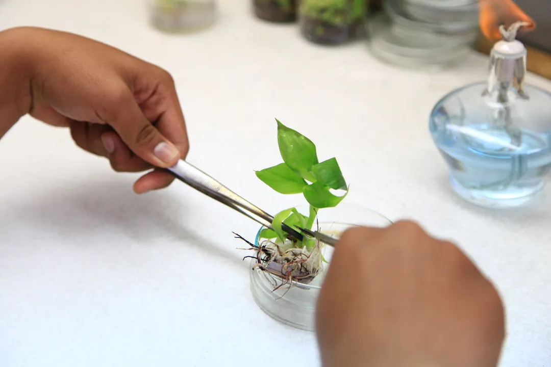 How do mutations generate diversity?