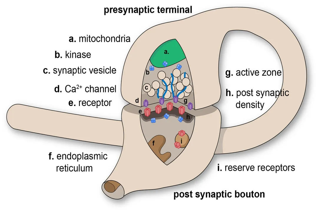 How do neurotransmitters cross synapses?, Action Potential Arrival