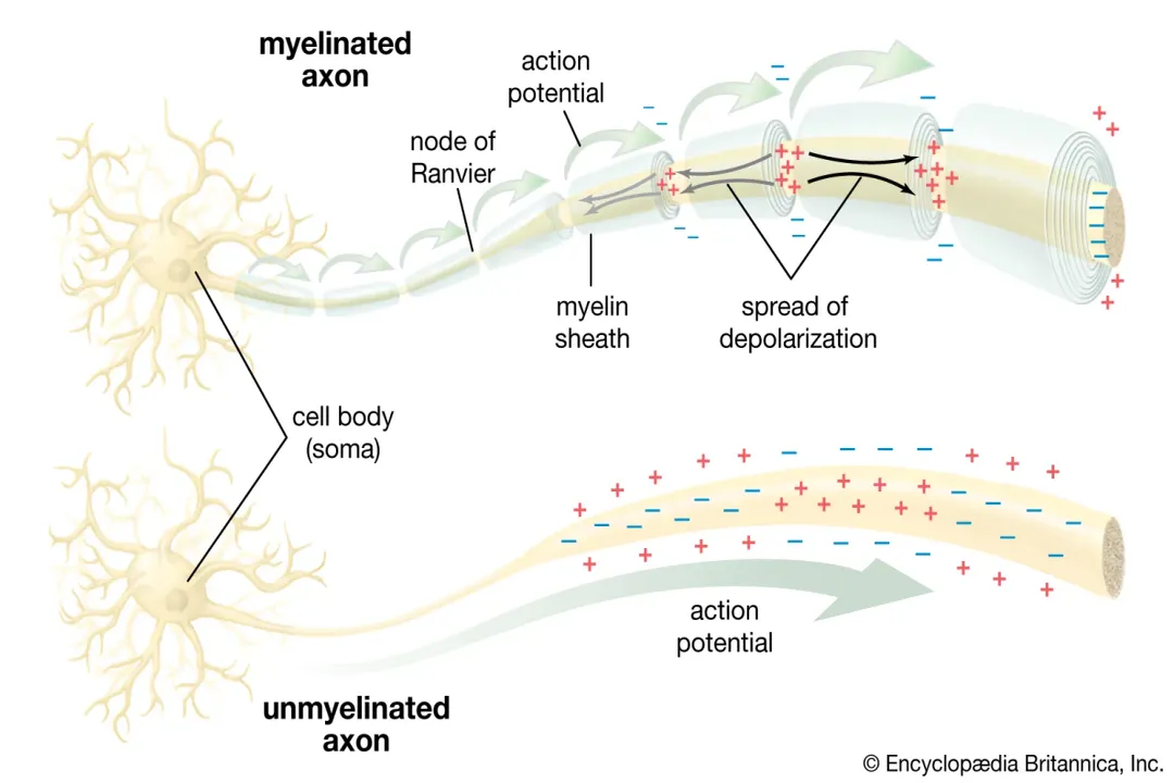 How do neurotransmitters cross synapses?