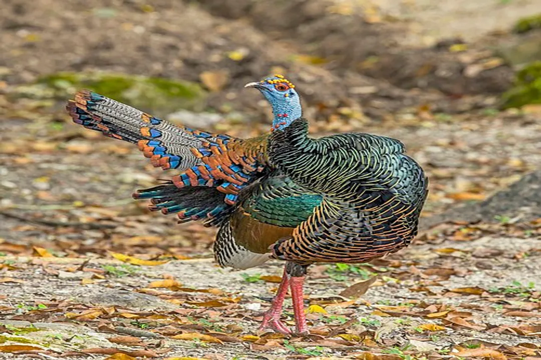 How do ocellated turkeys differ from others?, Size and Stature