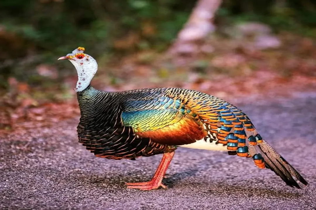 How do ocellated turkeys differ from others?, Plumage Brilliance