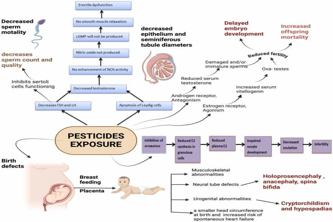 How do pesticides affect you or harm you?, Entry Routes