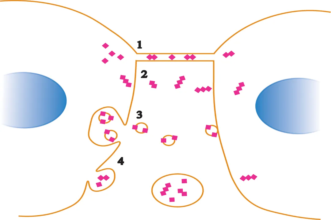 How do prions cause disease?, Protein Identity
