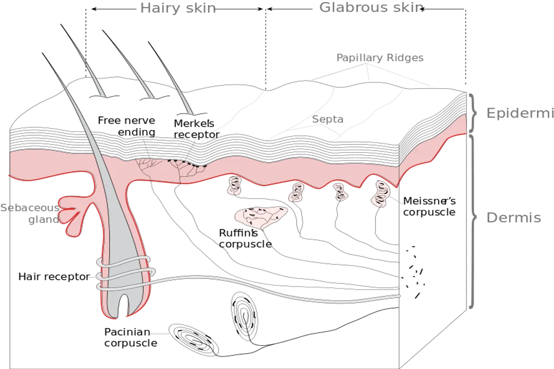 How do sensory receptors adapt to stimuli?, Receptor Speed