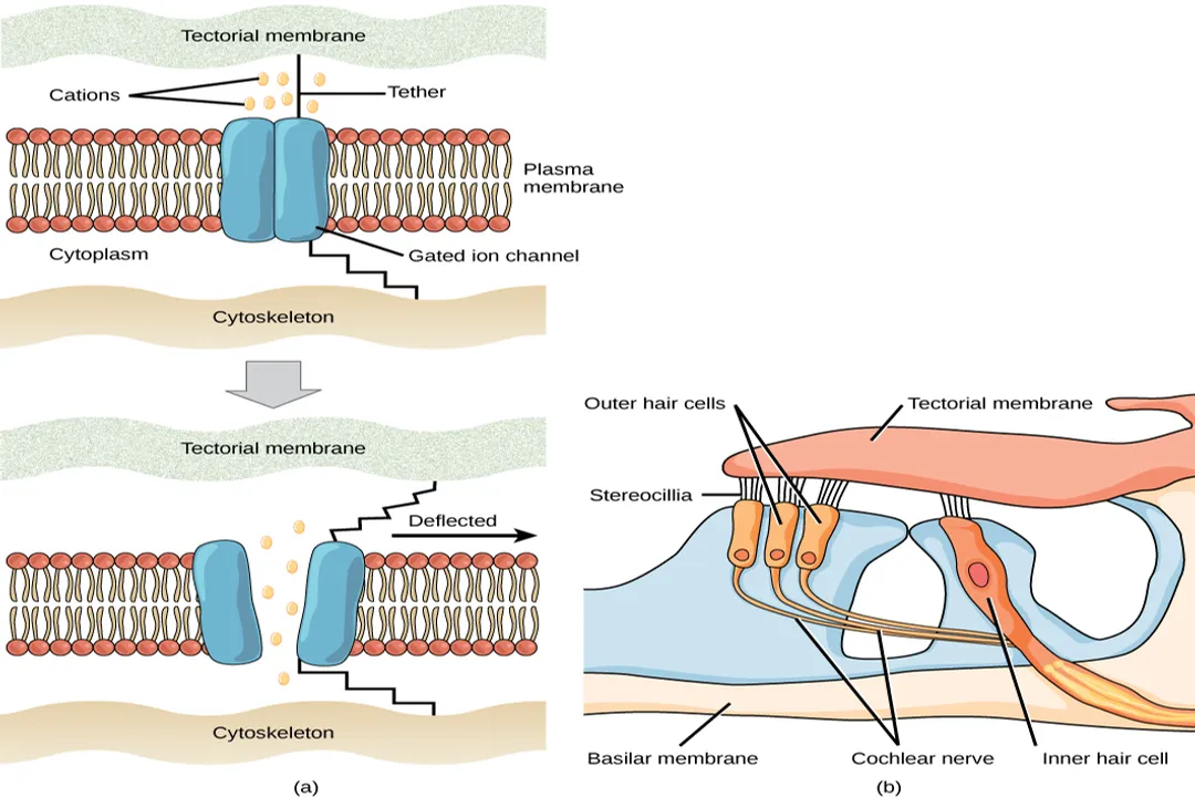 How do sensory receptors adapt to stimuli?, Modality Specificity