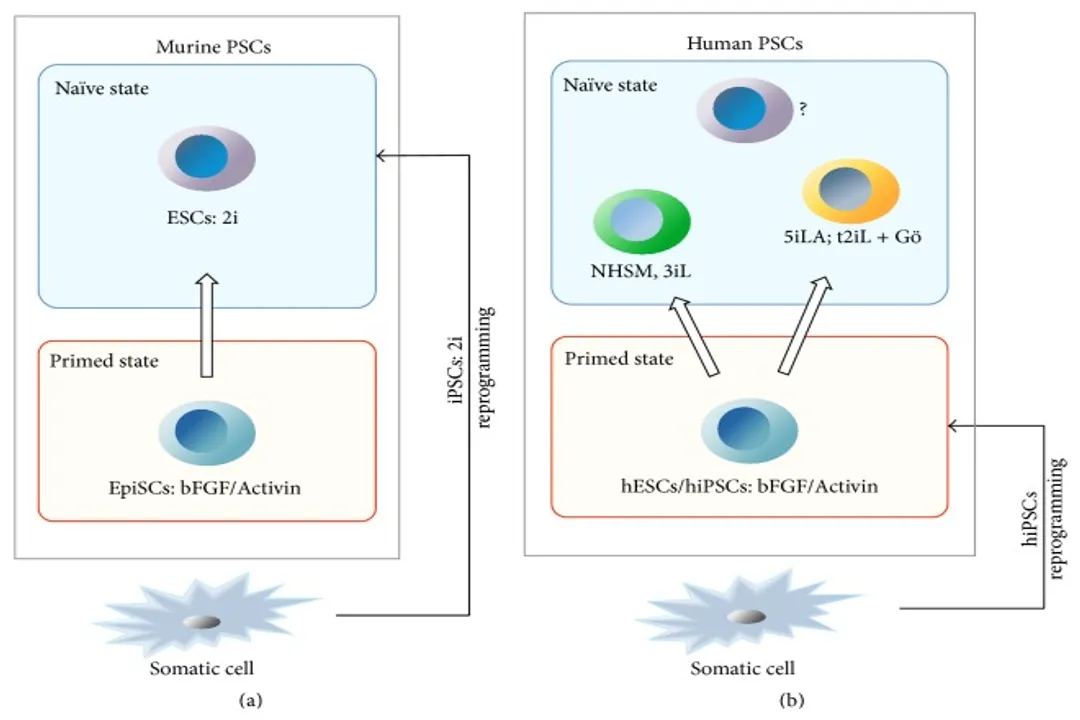 How do stem cells maintain pluripotency?, Core Network