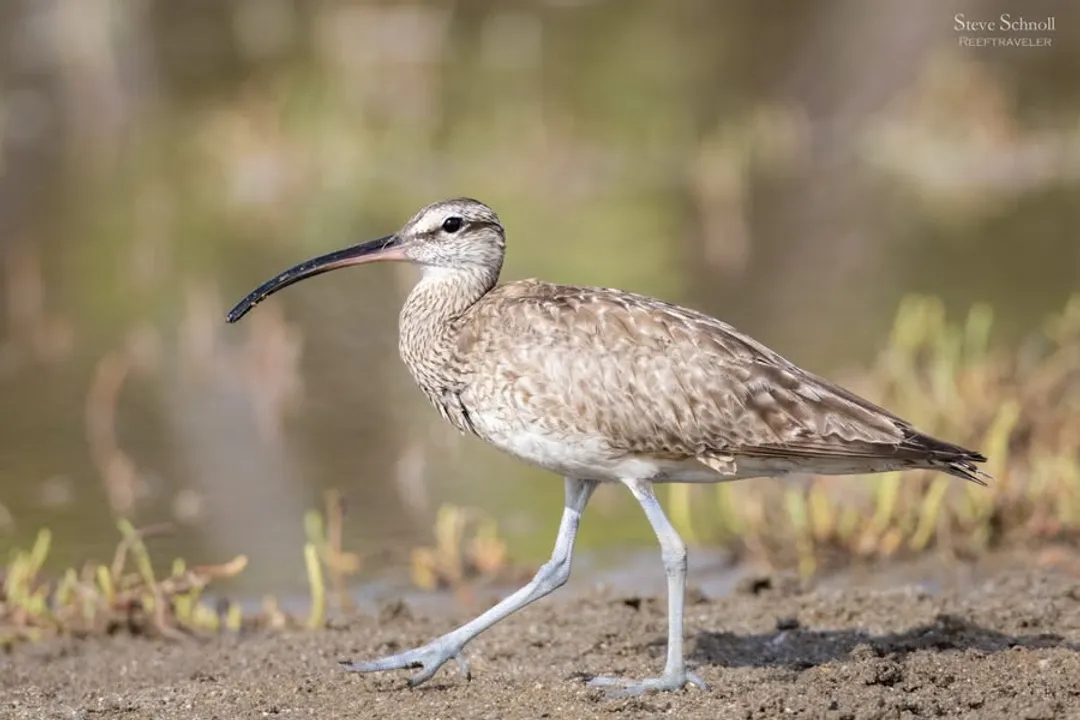 How do Whimbrels find food?